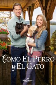 Como el perro y el gato 2017